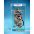 Immersed Rat Dissection